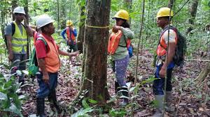 Forestry